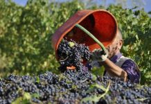 Vindima: acompanhe a programação de janeiro em Bento Gonçalves