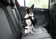 Uber Pet volta a funcionar em 2024 no Brasil