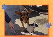 Bento Gonçalves realiza campanha para encontrar tutores de cães resgatados