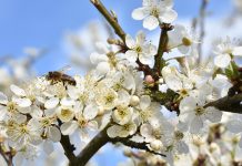 Primavera: é considerada uma das estações do ano mais agradáveis