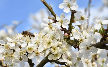 Primavera: é considerada uma das estações do ano mais agradáveis