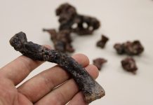 Descoberto no Rio Grande do Sul um dos mais antigos precursores dos dinossauros