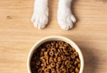 Nutrição de cães e gatos: guia completo sobre alimentação