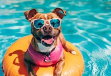 Cuidados essenciais com os pets no calor