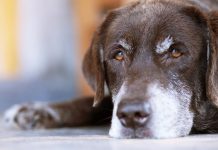 Animais idosos merecem atenção redobrada dos tutores