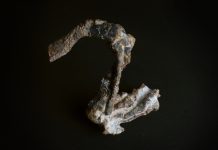 Novo fóssil réptil encontrado em Paraíso do Sul viveu há 237 milhões de anos