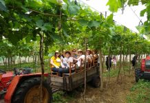 Vino in Piazza vai reunir 14 vinícolas da Encosta do Vinho em Antônio Prado